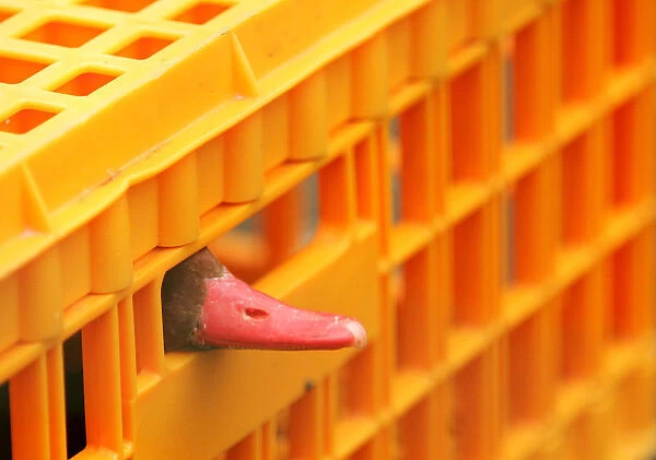 Duck peers out of a cage before receiving a vaccination against bird flu at the Zwin