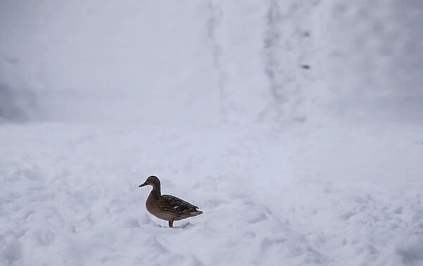 A duck is seen after a heavy snowfall in Moscow
