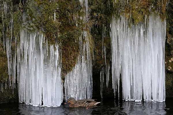 A duck swims past icicles at a pond in Bern