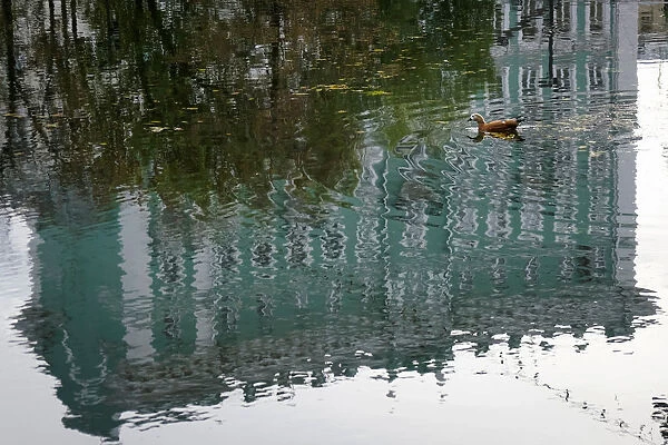 A duck swims in a pond at a park on an autumn day in Moscow