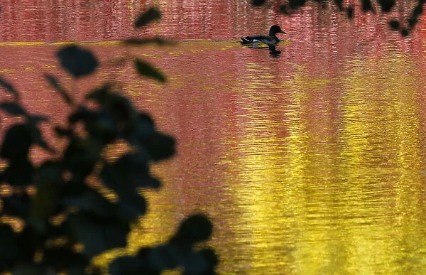 A duck swims in a pond at a park in central St. Petersburg