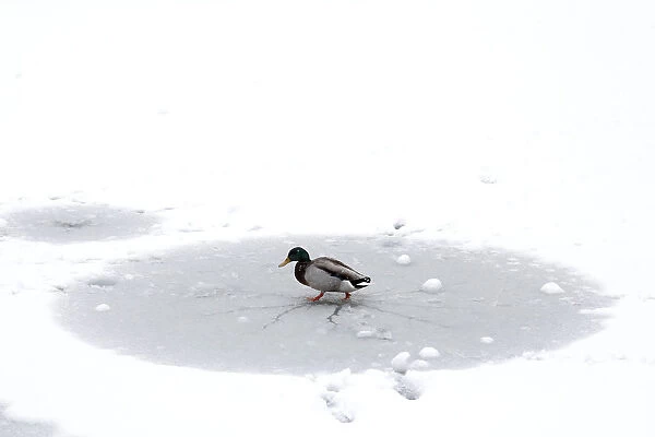 A duck walks on ice on a frozen pond in the Parc Monceau as winter weather bringing snow