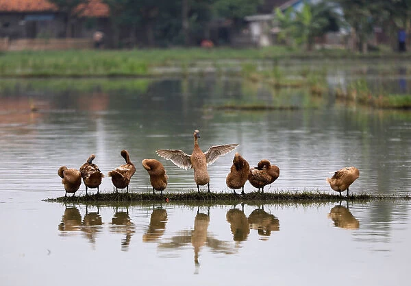 Ducks dry off while standing on some high ground in a pond in Bekasi, West Java province