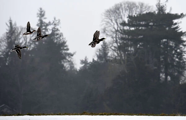 Ducks fly over a frozen lake near the County Kildare town of Celbridge