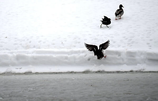 Ducks leave the water at a frozen lake near the County Kildare town of Celbridge