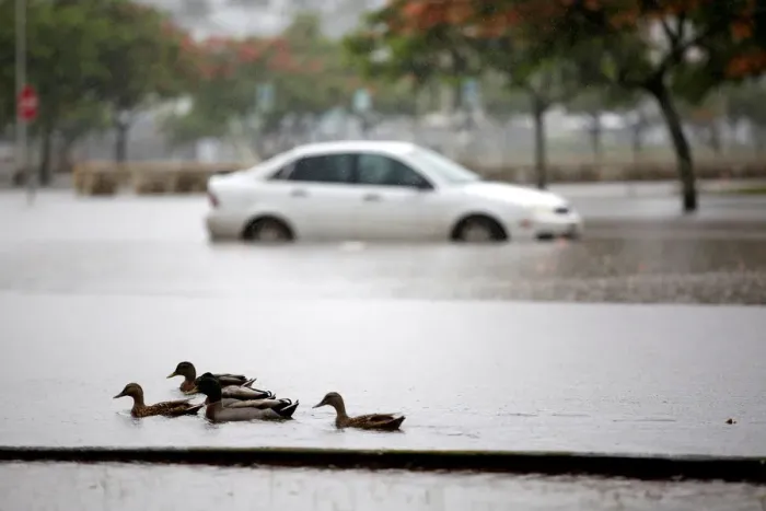 Framed Print : Ducks paddle past a car partially submerged in floodwater from Hurricane Lane in Hilo Framed Print : Ducks paddle past a car partially submerged in floodwater from Hurricane Lane in Hilo