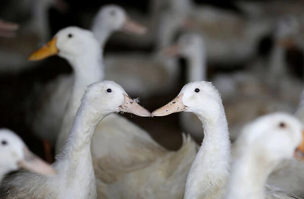 Ducks are pictured at a farm in Jiaxiang county