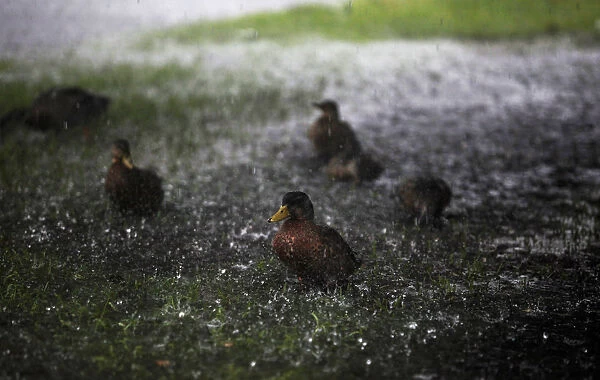 Ducks are splashed by the heavy rains of Tropical Storm Hermine as it passed through