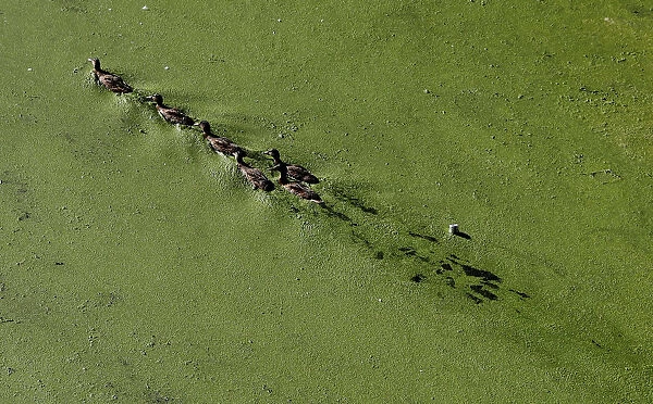Ducks swim on an algae covered section of the River Soar in Leicester