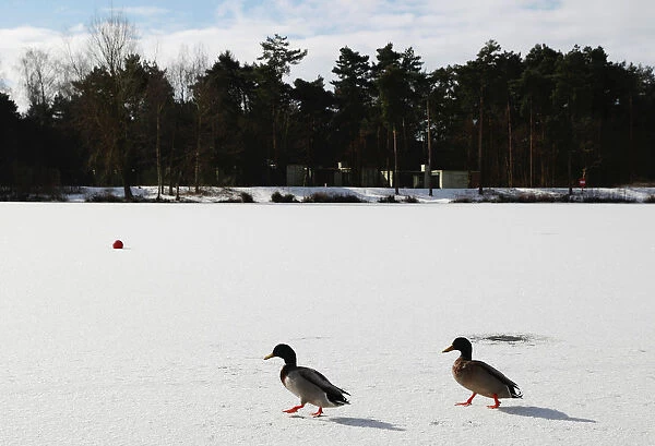 Two ducks walk across a frozen lake at Center Parcs in Elveden Forest, Suffolk