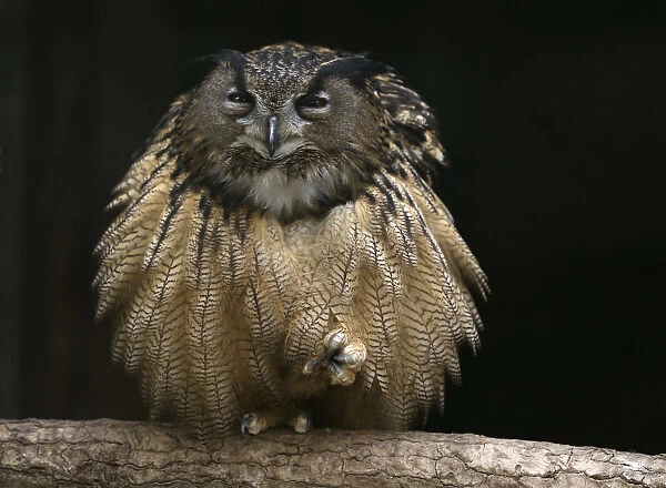An eagle owl sits on a branch in its enclosure at the Grugapark in Essen