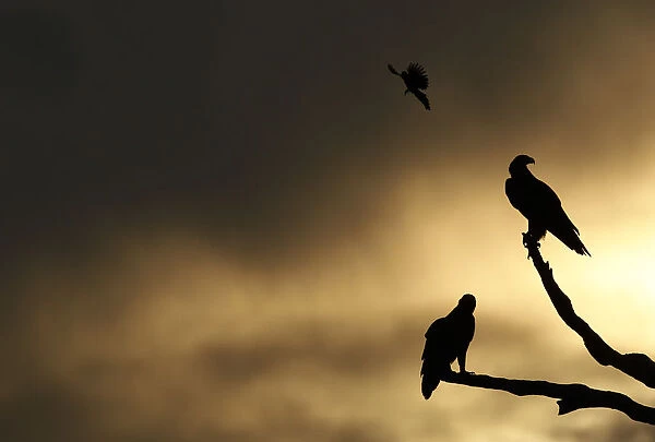Two eagles are harassed by a smaller bird as they sit in a tree at dusk near Chinchilla