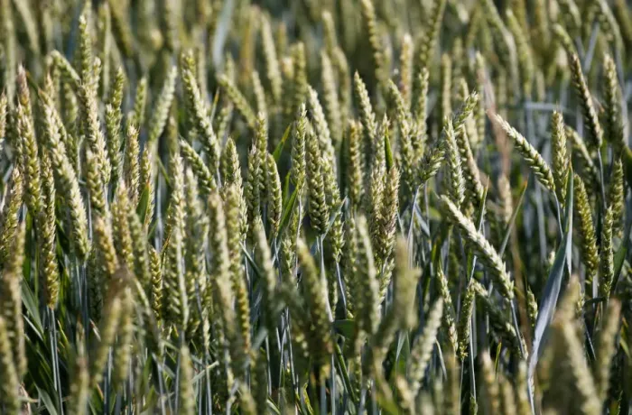 Framed Print : Ears of wheat are seen in a wheat field in Mouchamps