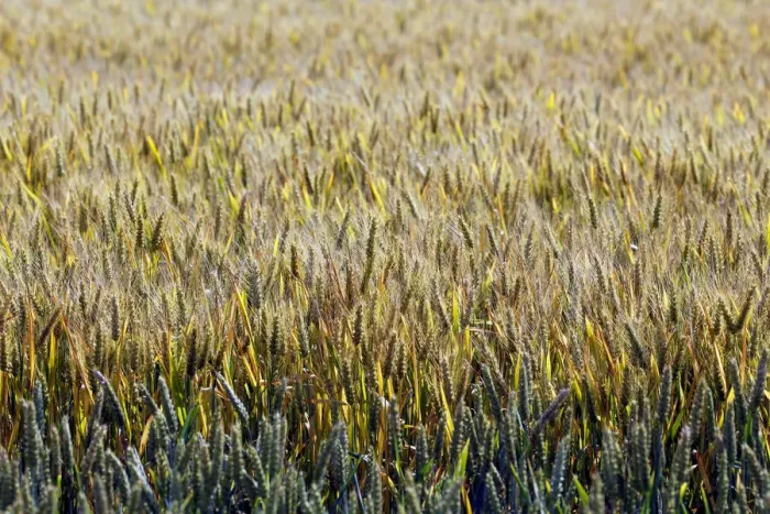 Framed Print : Ears of wheat are seen in a wheat field in Mouchamps