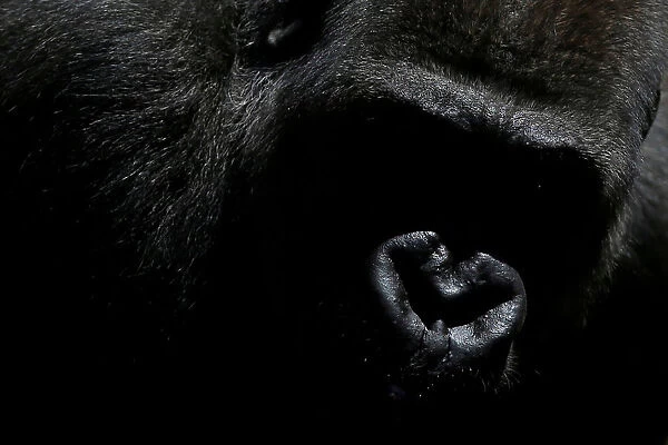 Echo, a 9-year-old blackback coast gorilla, is pictured in his enclosure at Bioparc