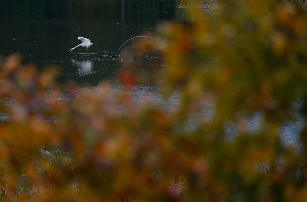 An egret hunts in a Svisloch river as autumn colours are seen on foliage in Minsk