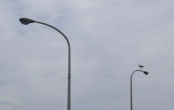 An egret sits on a lamp post in Beppu