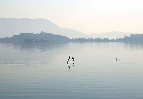 Egrets are reflected in the Ana Sagar Lake on a foggy morning in Ajmer