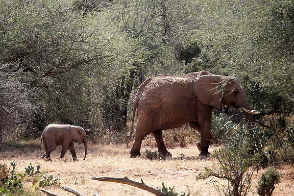 An elephant and its calf walk through the bush at the Mpala Research Centre in Laikipia