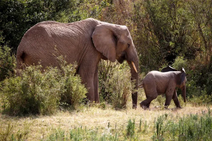 Framed Print : An elephant and its calf walk through the bush at the Mpala Research Centre in Laikipia Framed Print : An elephant and its calf walk through the bush at the Mpala Research Centre in Laikipia