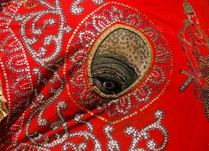 Framed Print : An elephant decorated with a cloth walk during the annual Nawam Perahera (street pageant Framed Print : An elephant decorated with a cloth walk during the annual Nawam Perahera (street pageant
