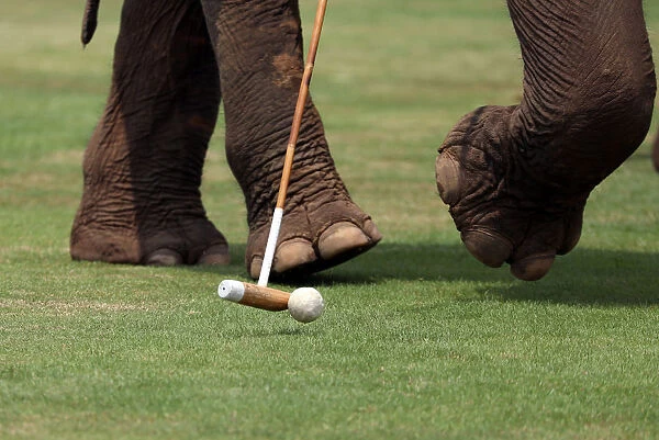 Elephant is seen during a match at the annual Kings Cup Elephant Polo Tournament at a