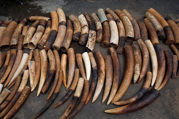 An elephant tusks batch seized from traffickers by Ivorian wildlife agents is pictured in