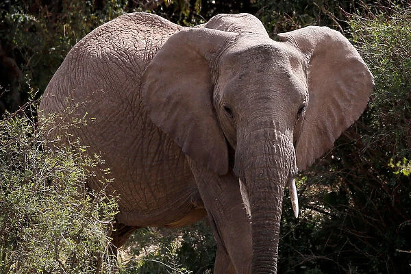 An elephant walks through the bush at the Mpala Research Centre in Laikipia County