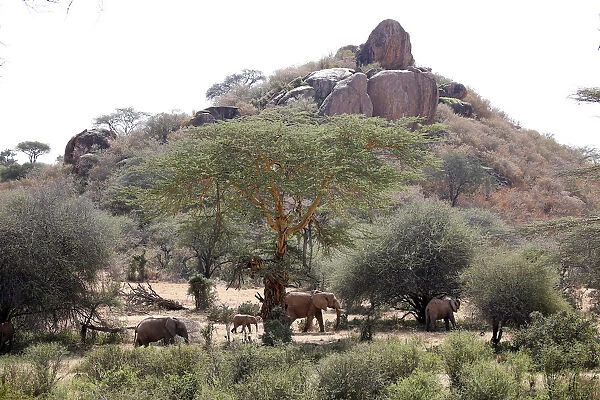 Elephants graze at the Mpala Research Centre in Laikipia County