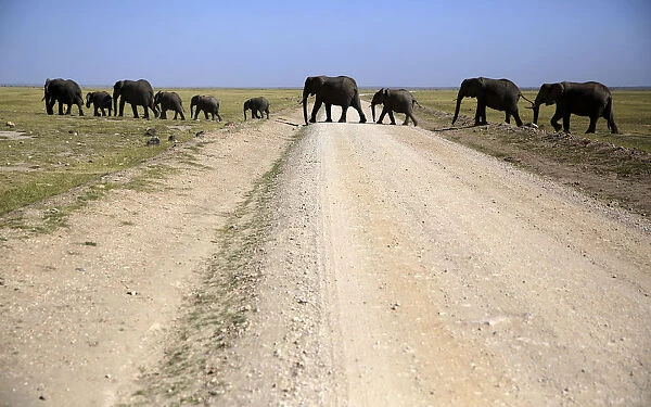 Elephants walk in Amboseli National park