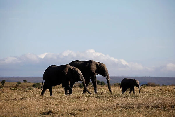 Elephants walk through the Msai Mara National Reserve