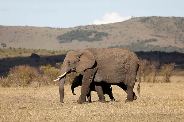 Elephants walk through the Msai Mara National Reserve