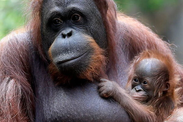 An eleven-day-old baby male Bornean orangutan is held by his mother Suli at Bioparc