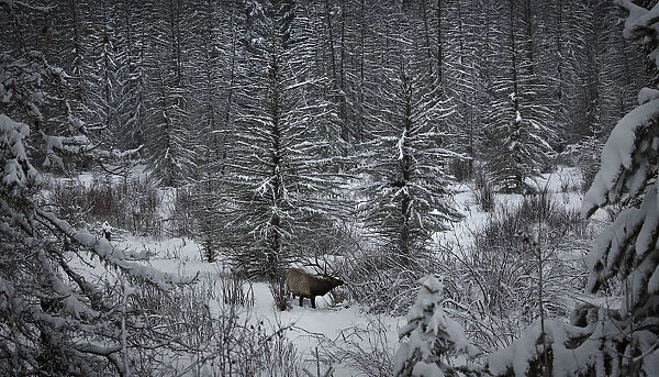 An elk searches for food on the wooded edge of meadow in Banff National Park near Lake