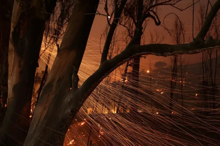 Framed Print : Embers blow from burned trees as strong winds push the Thomas Fire across thousands of Framed Print : Embers blow from burned trees as strong winds push the Thomas Fire across thousands of