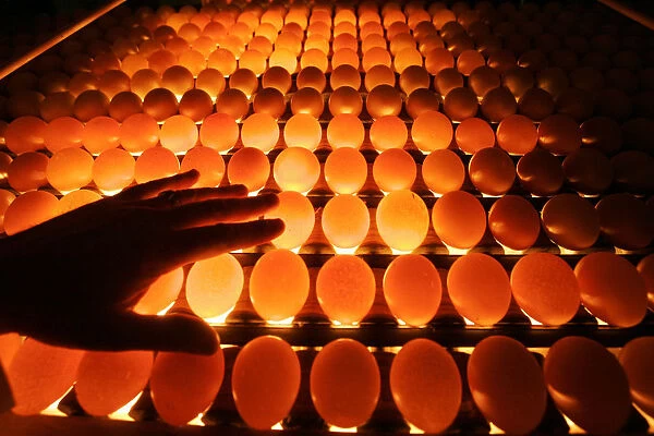 An employee of a poultry farm examines chicken eggs in Volnay in western France