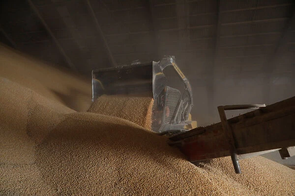 Employee uses a skid-steer loader to push stored corn imported from Brazil to load a