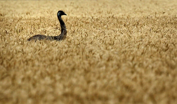 Emu makes its way through a wheat field on a farm near Chinchilla