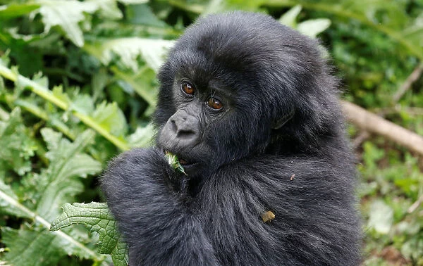 An endangered baby high mountain gorilla from the Sabyinyo family eats inside the forest