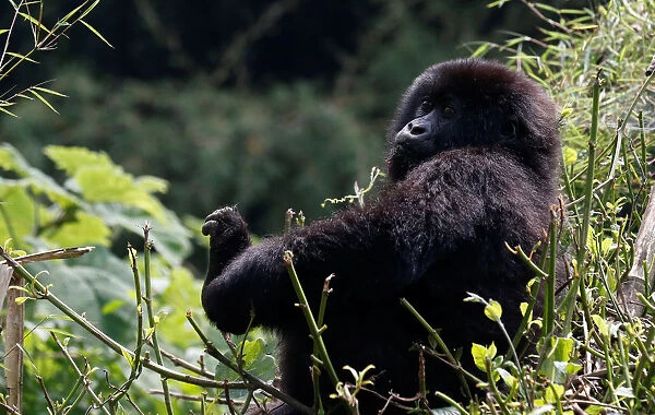 An endangered baby high mountain gorilla from the Sabyinyo family is seen inside the