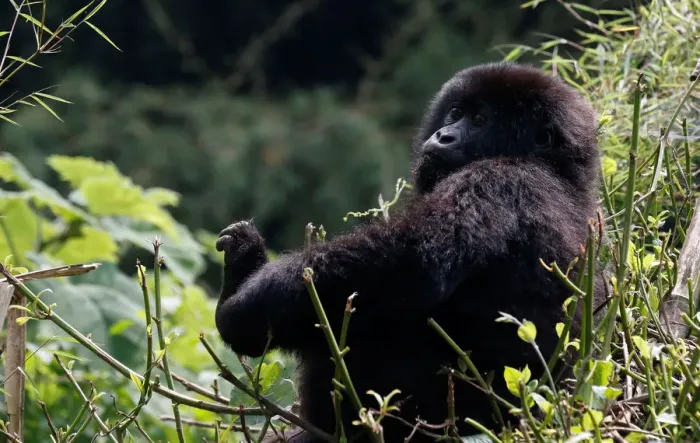 Framed Print : An endangered baby high mountain gorilla from the Sabyinyo family is seen inside Framed Print : An endangered baby high mountain gorilla from the Sabyinyo family is seen inside