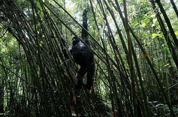 An endangered female high mountain gorilla from the Sabyinyo family climbs down from the