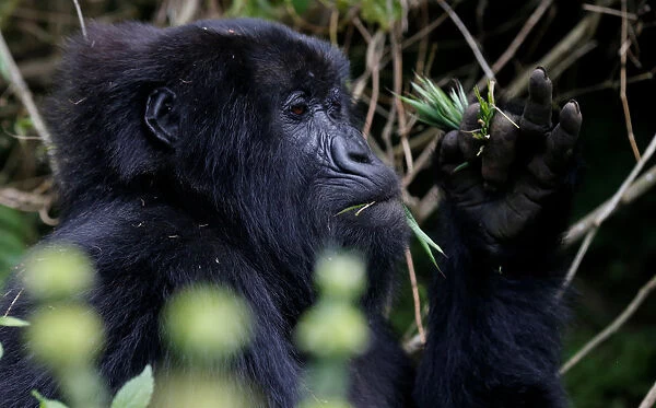 An endangered female high mountain gorilla from the Sabyinyo family eats inside the