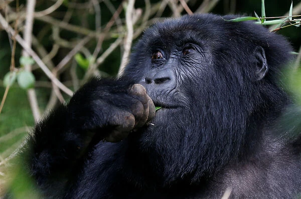 An endangered female high mountain gorilla from the Sabyinyo family eats inside the