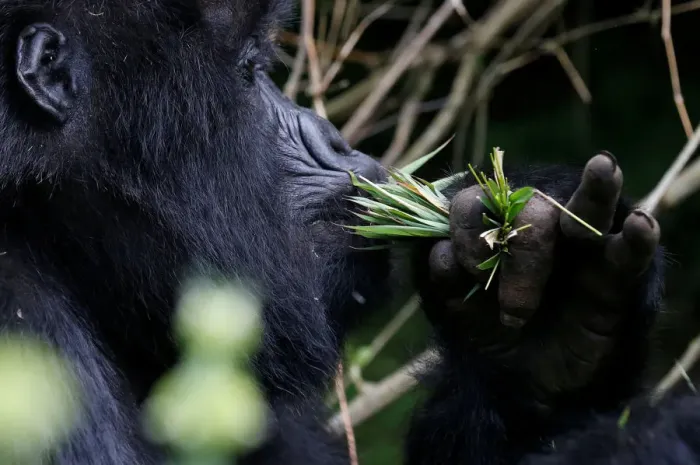 Framed Print : An endangered female high mountain gorilla from the Sabyinyo family eats inside Framed Print : An endangered female high mountain gorilla from the Sabyinyo family eats inside