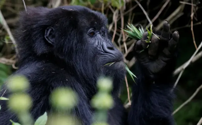 Framed Print : An endangered female high mountain gorilla from the Sabyinyo family eats inside Framed Print : An endangered female high mountain gorilla from the Sabyinyo family eats inside