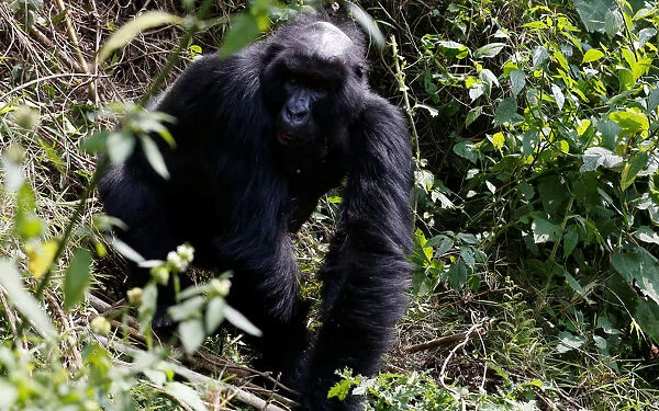An endangered high mountain gorilla from the Sabyinyo family walks inside the forest