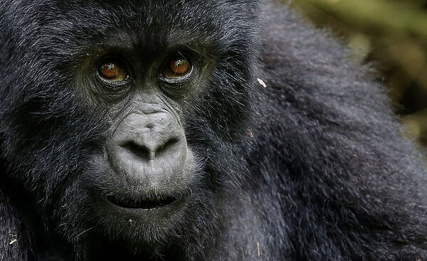 An endangered high mountain gorilla from the Sabyinyo family is seen inside the forest