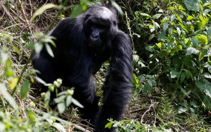 Framed Print : An endangered high mountain gorilla from the Sabyinyo family walks inside the forest Framed Print : An endangered high mountain gorilla from the Sabyinyo family walks inside the forest