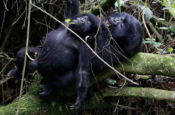 Endangered high mountain gorillas from Sabyinyo family react as they play inside the
